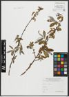 Foto von Salix alba L.